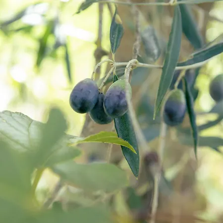 Il Nuvoloso 2 Città della Pieve