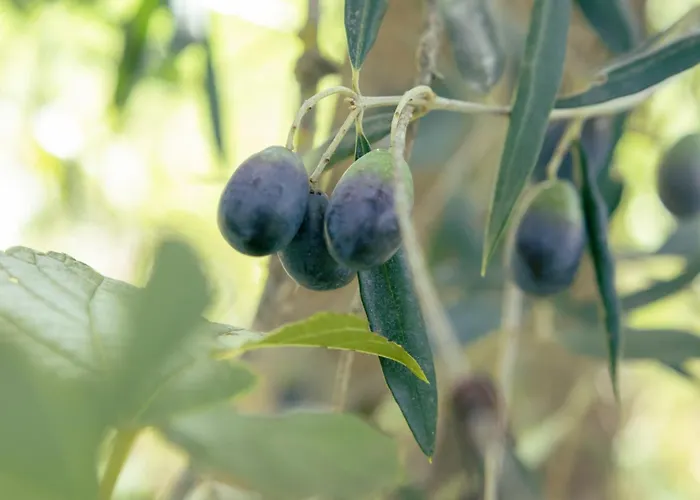 Il Nuvoloso 2 Città della Pieve